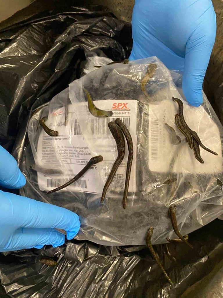 İstanbul Havalimanı’nda 5 bin adet tıbbi sülük ele geçirildi