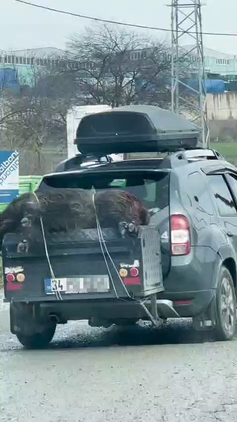 Ölü domuzu aracın arkasında taşıdılar