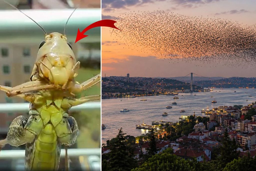Sürüler halinde Türkiye’ye geliyorlar! İstanbul’dan sonra o ili de sardılar