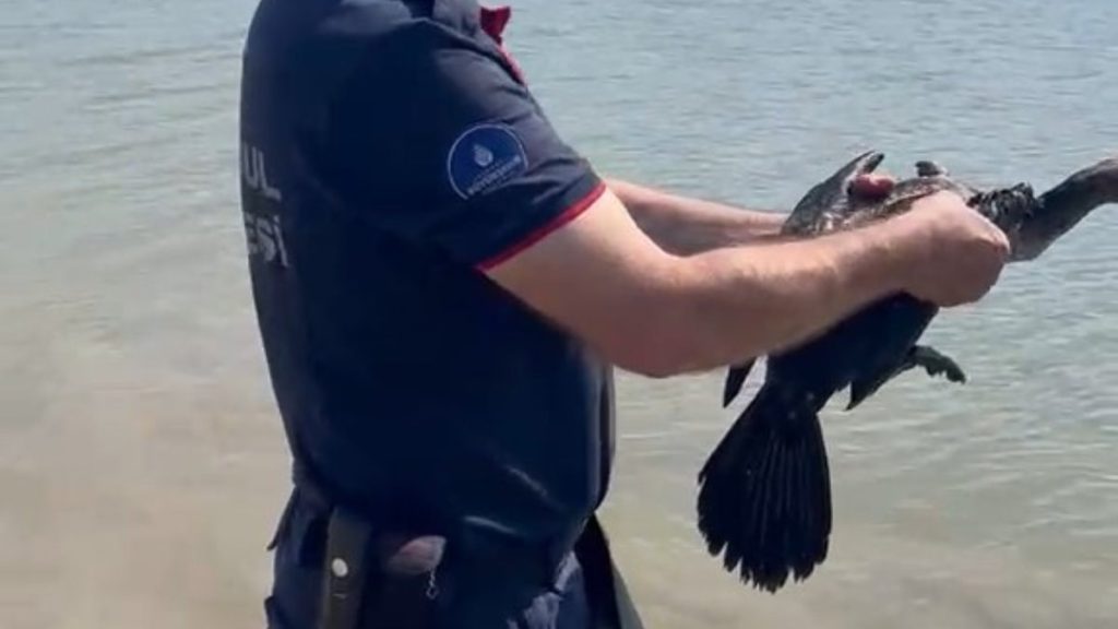 İstanbul’da balıkçının misinasına dolanan karabatak itfaiye ekiplerince kurtarıldı